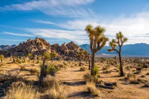 Joshua Tree National Park, California