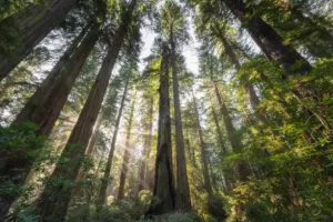 Redwood National and State Parks, California