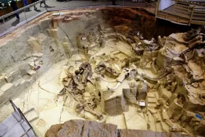 The Mammoth Site, South Dakota