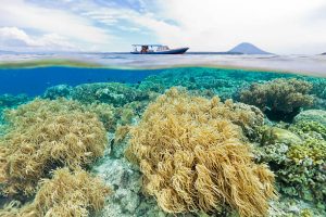 Bunaken National Park, Indonesia