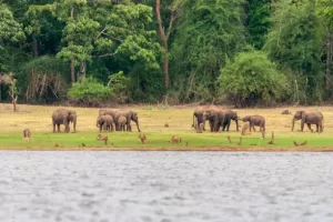 Bandipur National Park, India