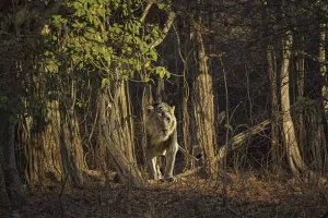 Gir Forest National Park, India