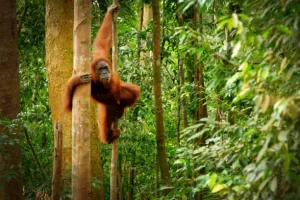 Gunung Leuser National Park, Indonesia