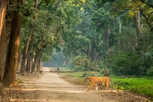 Jim Corbett National Park, India