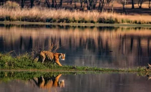 Kanha Tiger Reserve, India