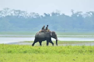 Kaziranga National Park, India