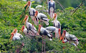 Keoladeo Ghana National Park, India