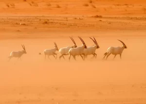 King Khalid Wildlife Research Center, Saudi Arabia