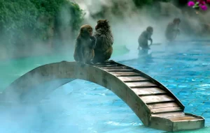 Nanwan Monkey Island, Hainan Province, China