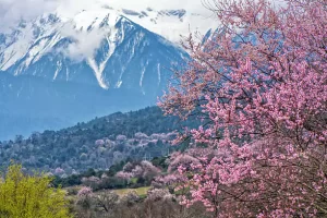Nyingchi, Tibet Autonomous Region, China