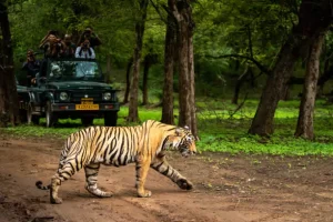 Ranthambore National Park, India