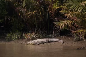Sundarbans National Park, India
