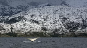 Francisco Coloane Marine Park, Chile