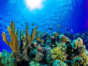 Tubbataha Reefs Natural Park, Philippines